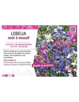 LOBELIA NAIN À MASSIF