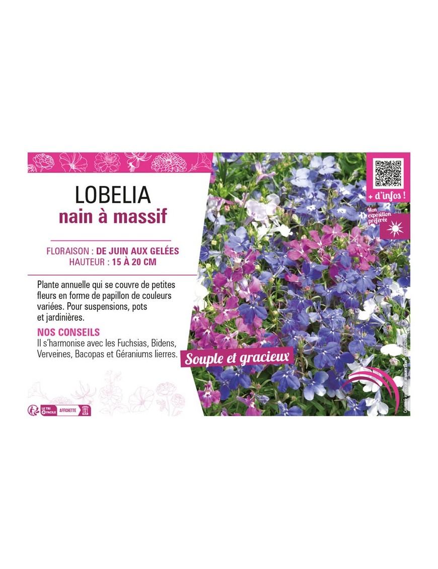 LOBELIA NAIN À MASSIF