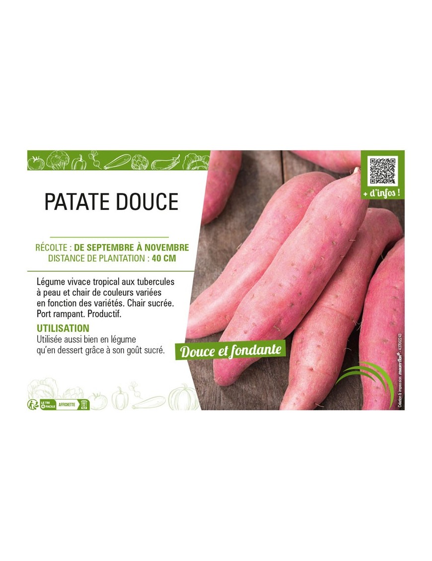 PATATE DOUCE