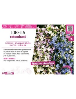 LOBELIA RETOMBANT