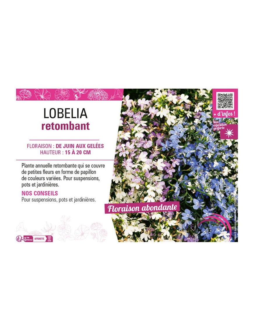 LOBELIA RETOMBANT
