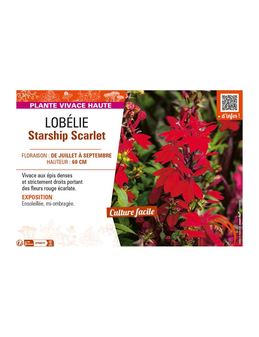 LOBELIA STARSHIP SCARLET