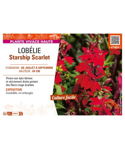 LOBELIA STARSHIP SCARLET