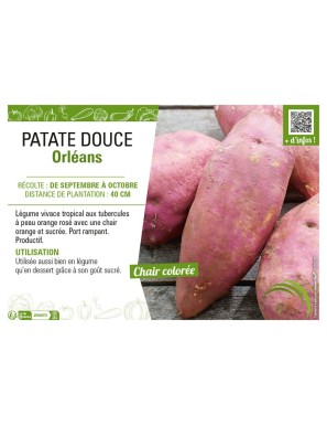 PATATE DOUCE ORLEANS