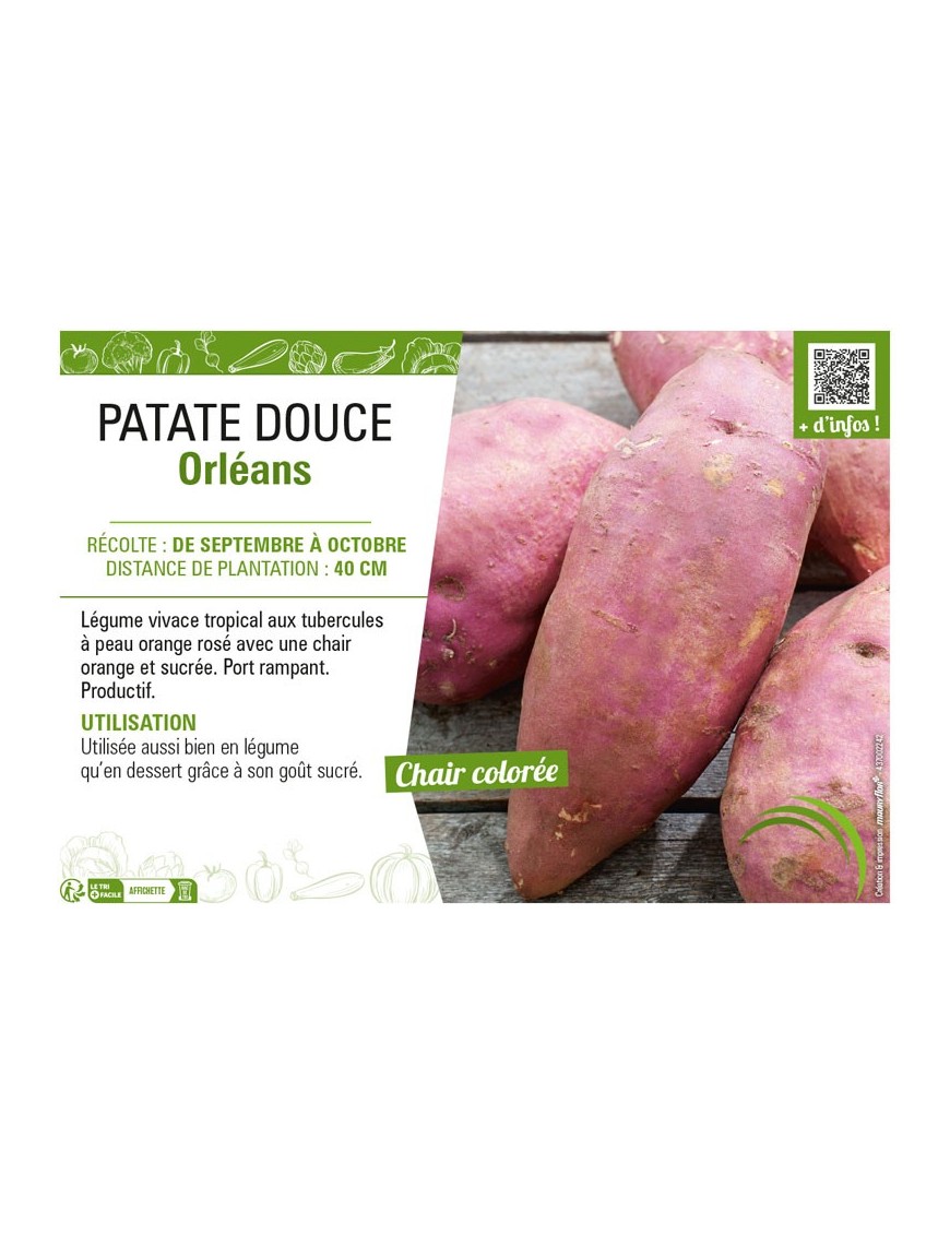 PATATE DOUCE ORLEANS