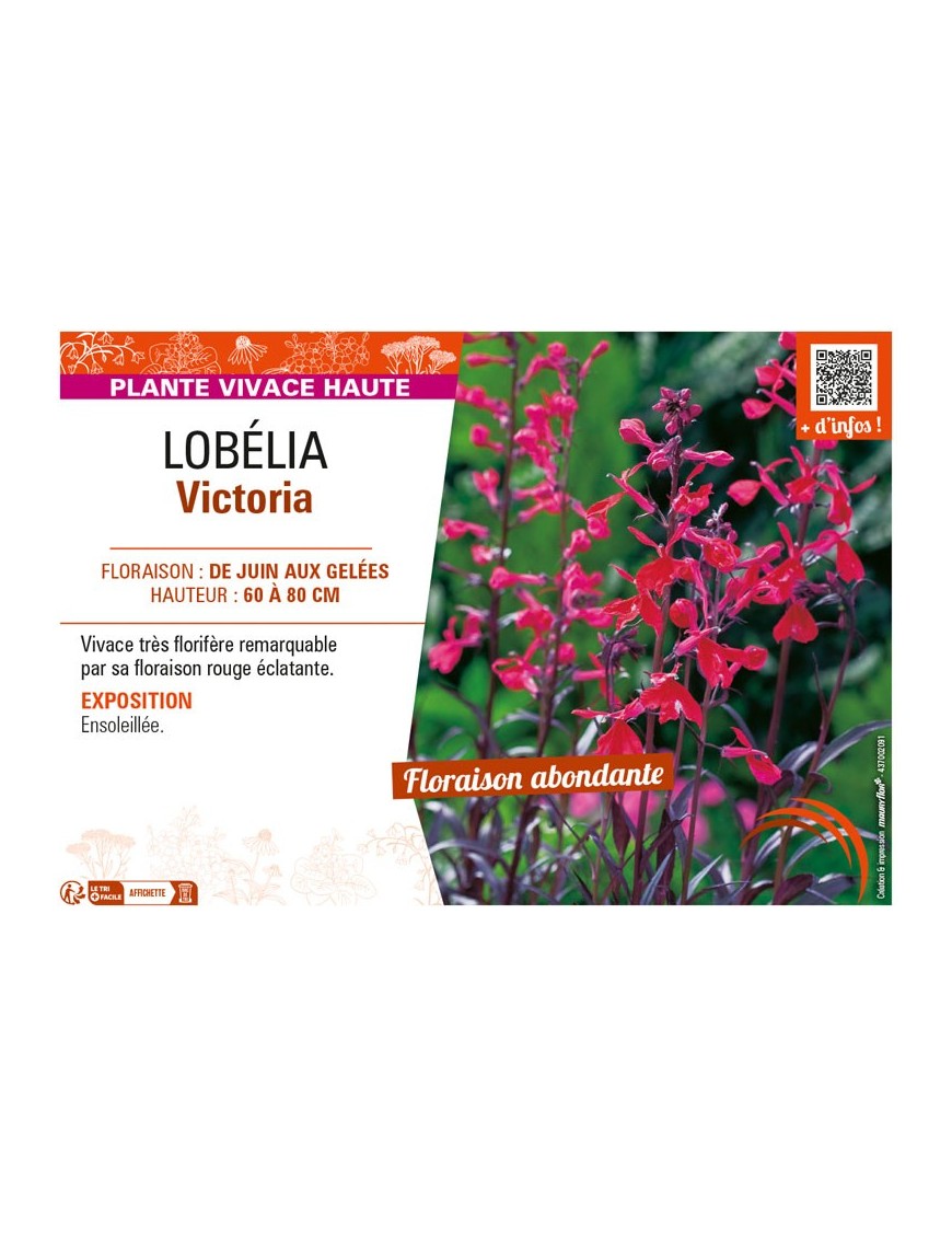 LOBELIA VICTORIA