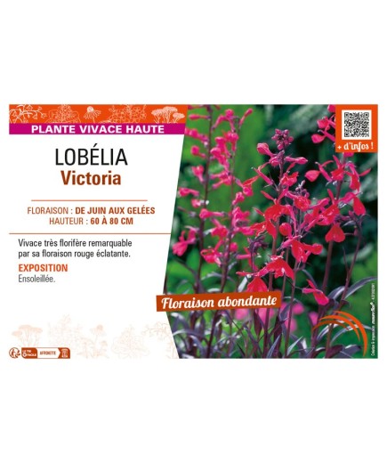 LOBELIA VICTORIA