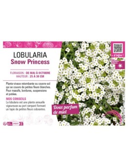 LOBULARIA SNOW PRINCESS