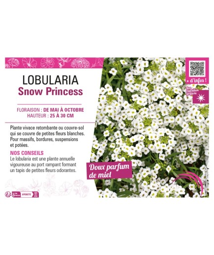 LOBULARIA SNOW PRINCESS