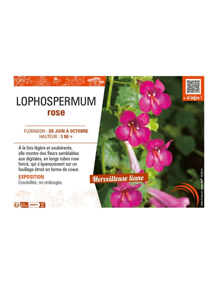 LOPHOSPERMUM ROSE