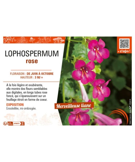 LOPHOSPERMUM ROSE