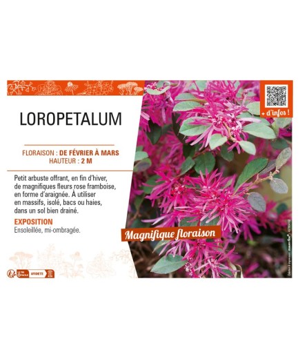 LOROPETALUM