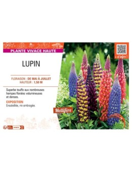 LUPIN
