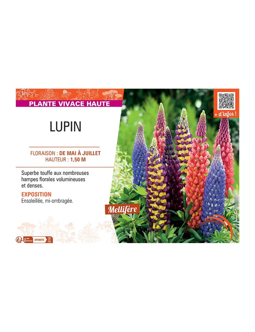 LUPIN