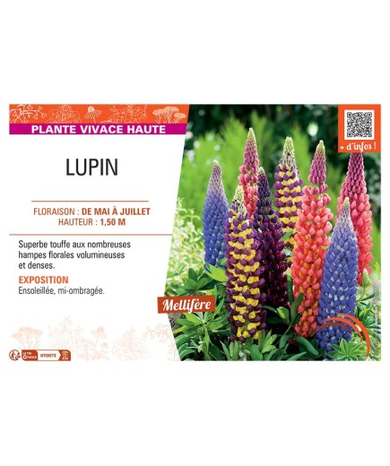 LUPIN