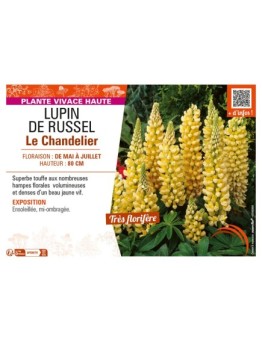 LUPINUS Chandelier voir LUPIN DE RUSSEL (jaune)