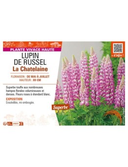 LUPINUS La Châtelaine voir LUPIN DE RUSSEL (rose)