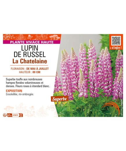 LUPINUS La Châtelaine voir LUPIN DE RUSSEL (rose)