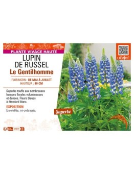 LUPINUS Le Gentilhomme voir LUPIN DE RUSSEL (bleu)