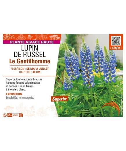 LUPINUS Le Gentilhomme voir LUPIN DE RUSSEL (bleu)