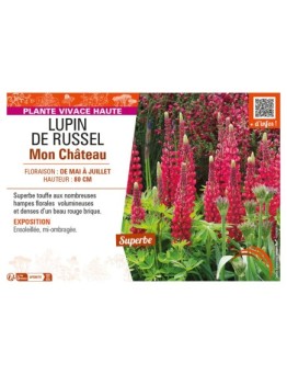 LUPINUS Mon Château voir LUPIN DE RUSSEL (rouge)