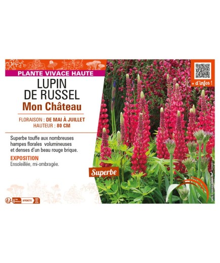 LUPINUS Mon Château voir LUPIN DE RUSSEL (rouge)