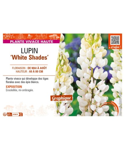 LUPINUS (polyphyllus lupini) White Shades