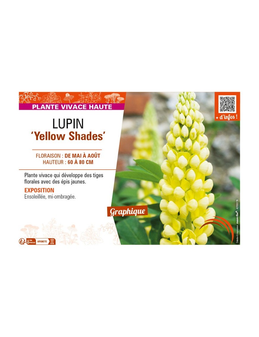 LUPINUS (polyphyllus lupini) Yellow Shades
