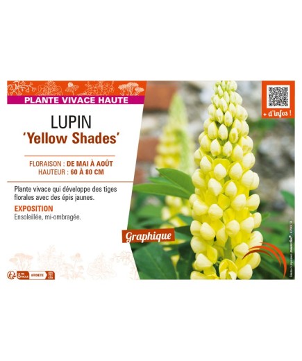 LUPINUS (polyphyllus lupini) Yellow Shades