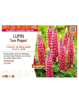LUPINUS (polyphyllus) Les Pages