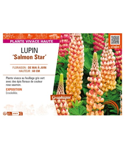 LUPINUS (polyphyllus) Salmon Star