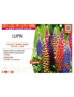 LUPINUS (varié)