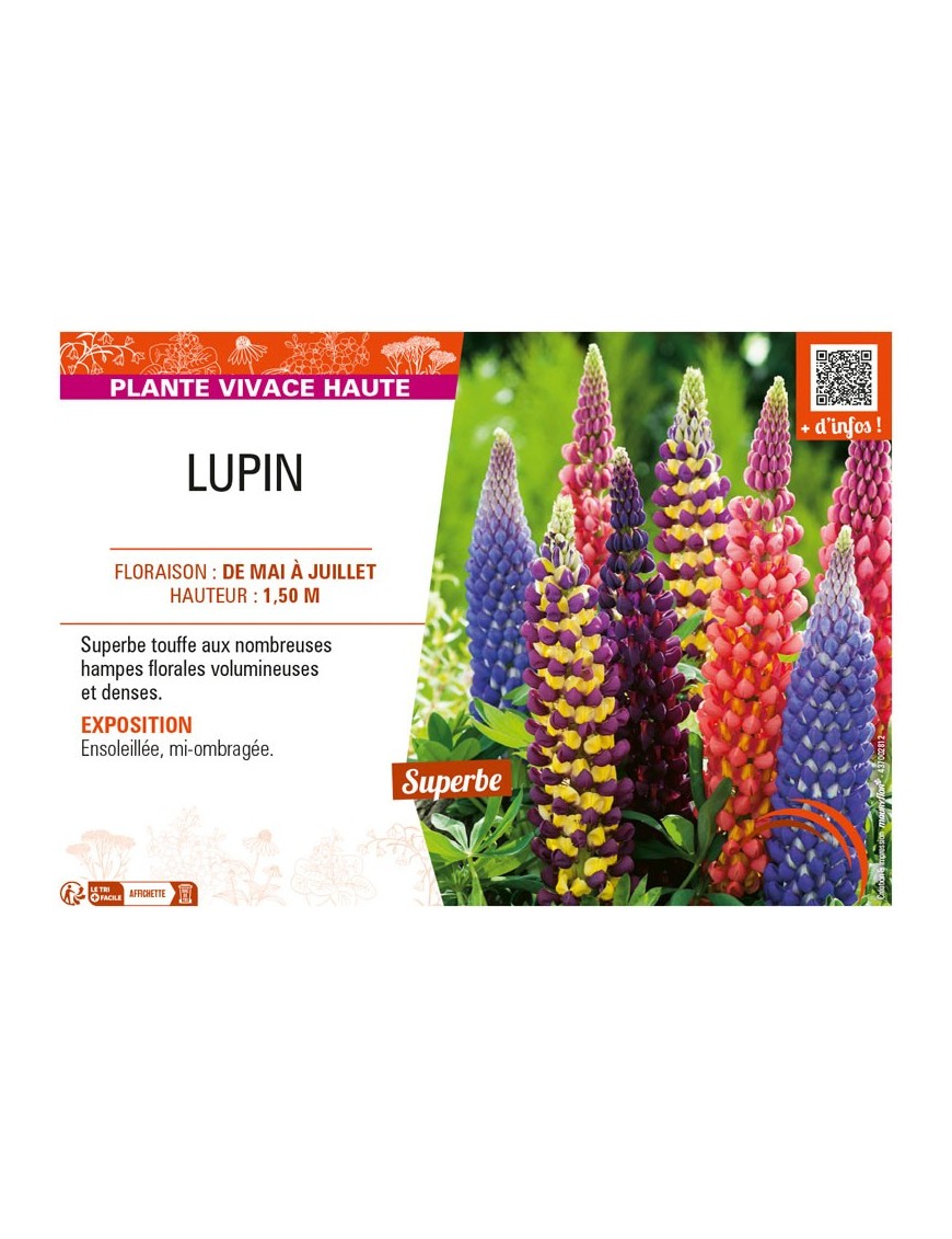LUPINUS (varié)