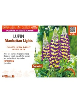 LUPINUS Manhattan Lights voir LUPIN