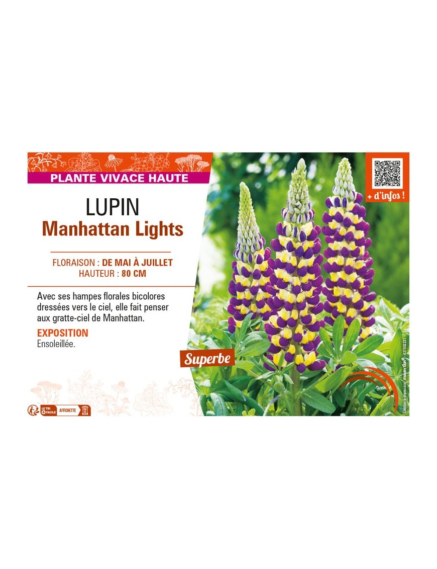 LUPINUS Manhattan Lights voir LUPIN