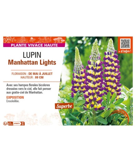 LUPINUS Manhattan Lights voir LUPIN