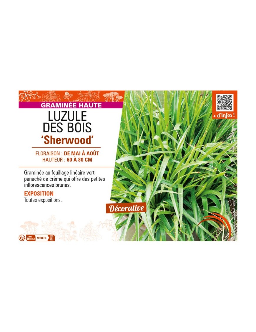 LUZULAS sylvatica Sherwood voir LUZULE DES BOIS