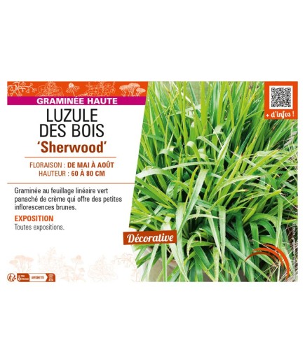 LUZULAS sylvatica Sherwood voir LUZULE DES BOIS