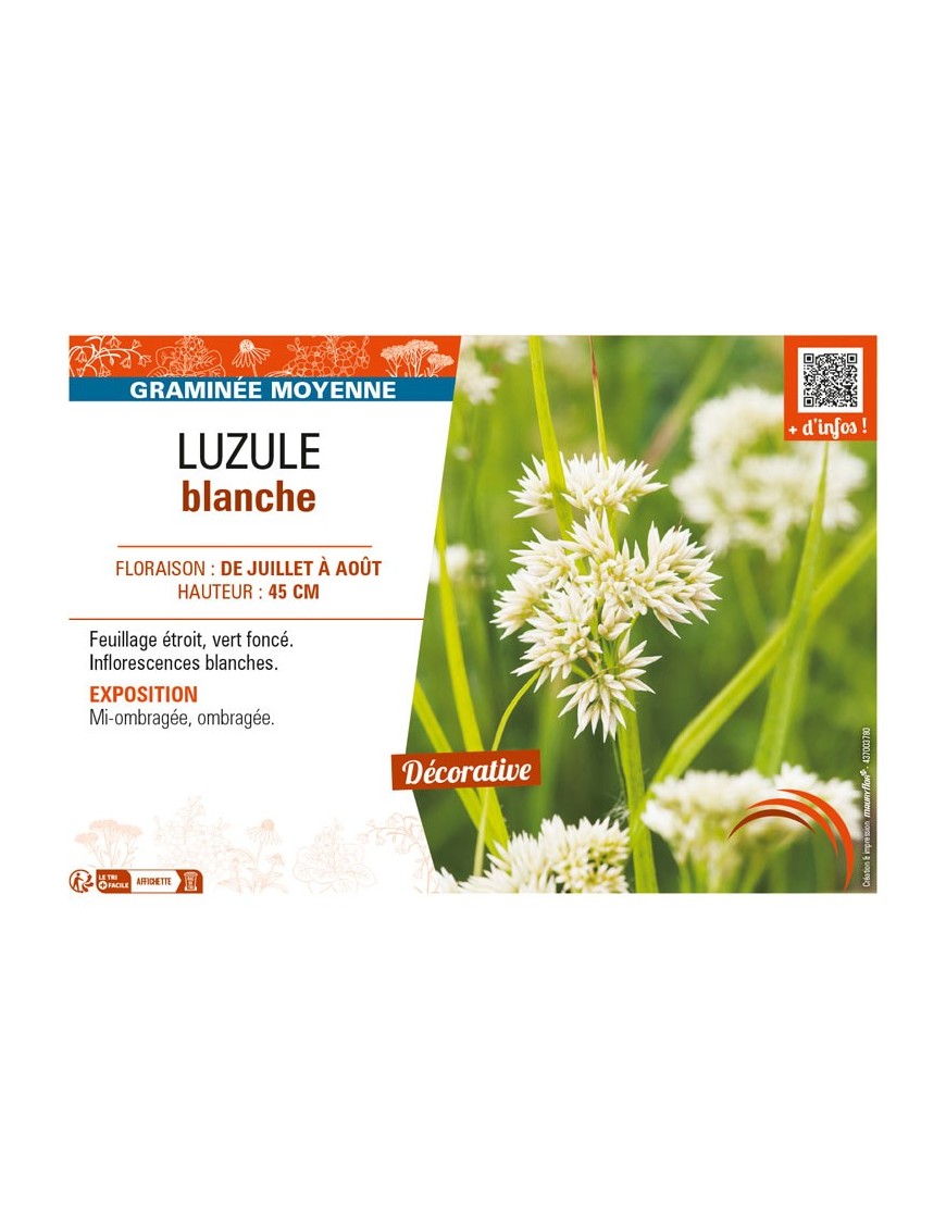 LUZULEA nivea voir LUZULE blanche