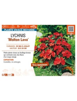 LYCHNIS (haagena) Molton Lava