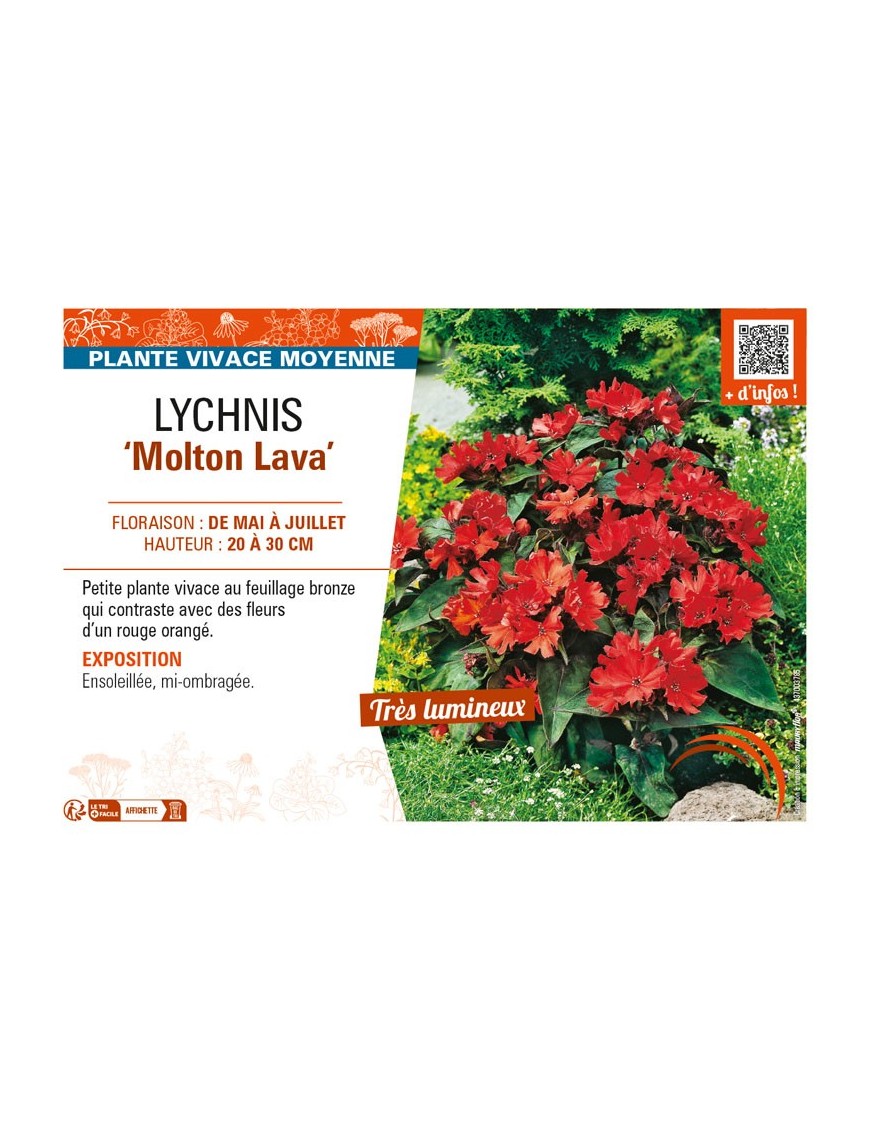 LYCHNIS (haagena) Molton Lava