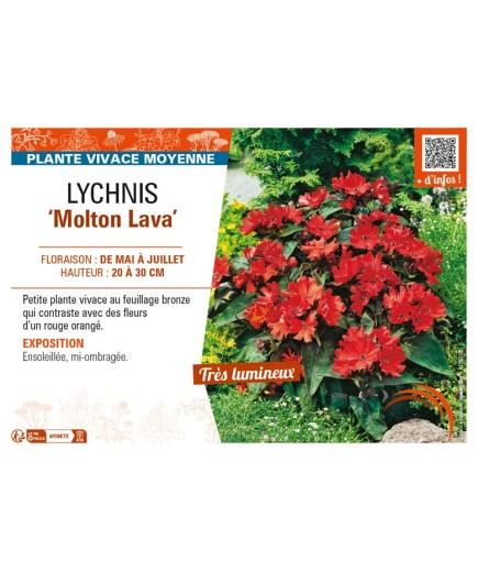 LYCHNIS (haagena) Molton Lava