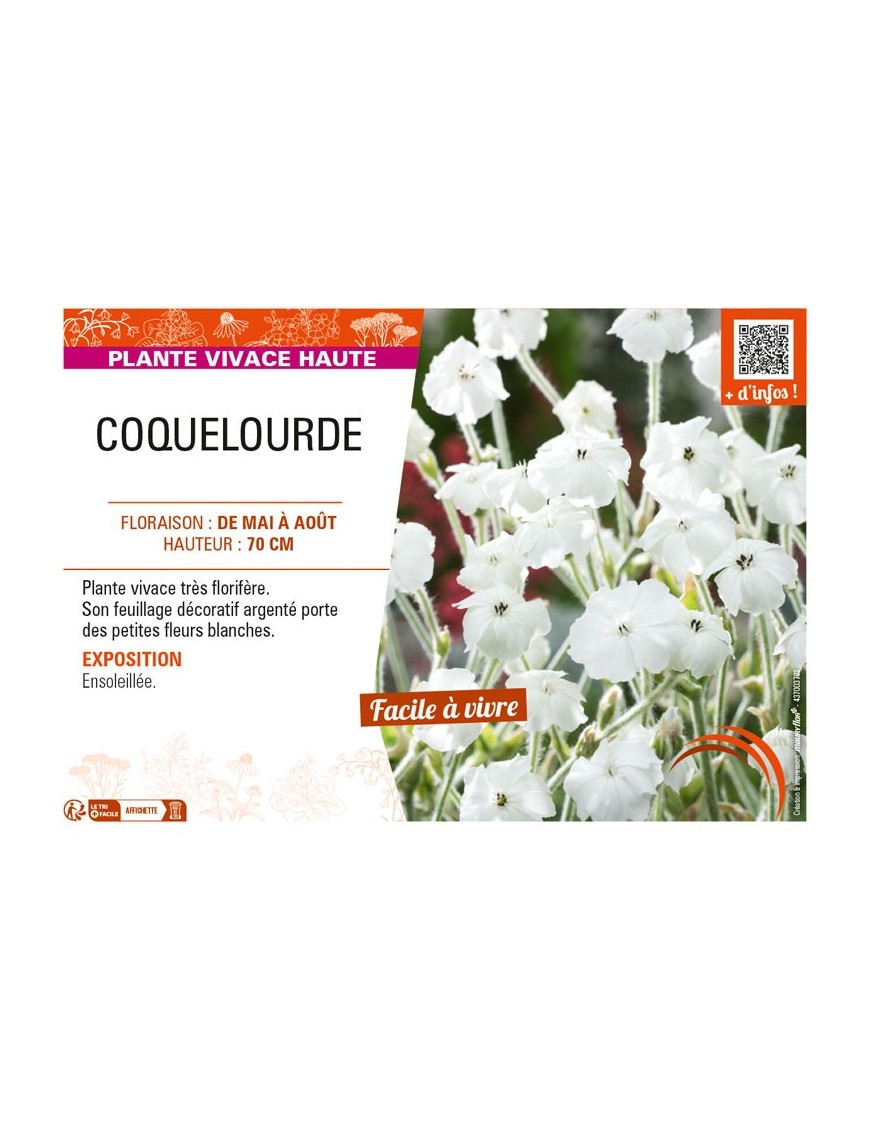 LYCHNIS coronaria voir COQUELOURDE (blanc)