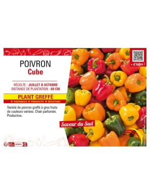 POIVRON CUBE plant greffé