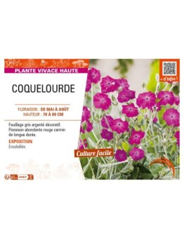 LYCHNIS coronaria voir COQUELOURDE (rose)