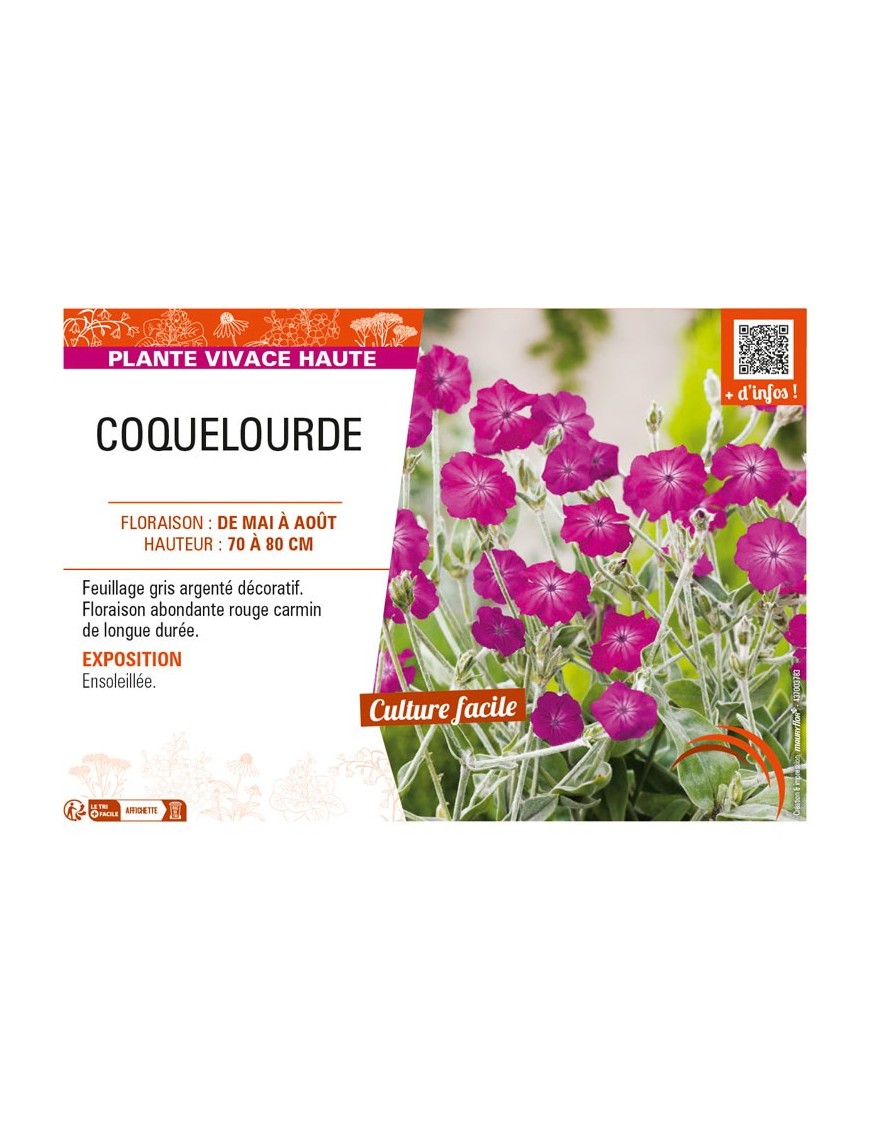 LYCHNIS coronaria voir COQUELOURDE (rose)