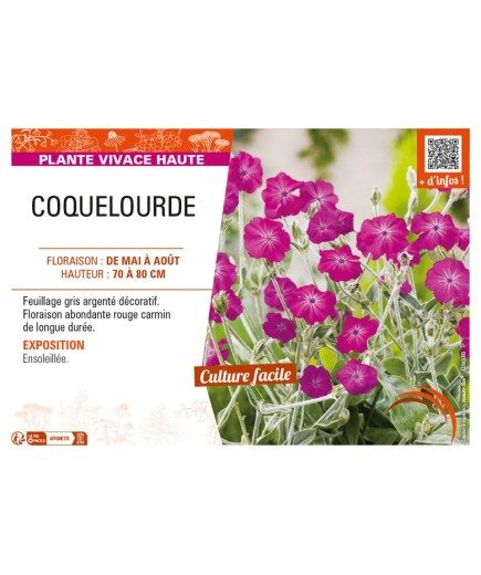 LYCHNIS coronaria voir COQUELOURDE (rose)