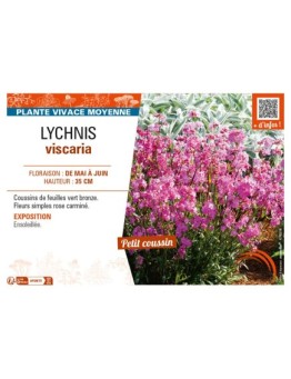 LYCHNIS viscaria