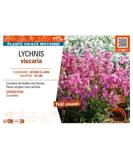 LYCHNIS viscaria
