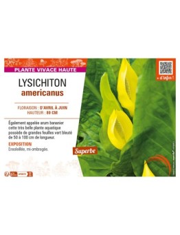 LYSICHITON AMERICANUS